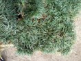 Ophiopogon japonicus